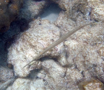 Trumpetfish