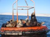 Sea lions on the channel marker.