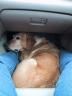 Beta's favorite spot in the Subaru.  The car was always a thrill for happy traveling doggie.