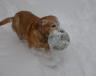 Beta in the snow with her favorite soccer ball.