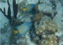 A pair of Queen Angelfish.  Ran out of film before we saw the group of 6 QAs.