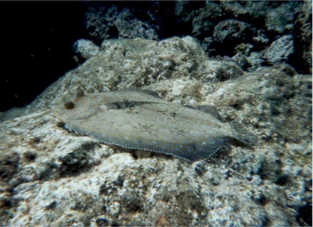 flounder1.jpg