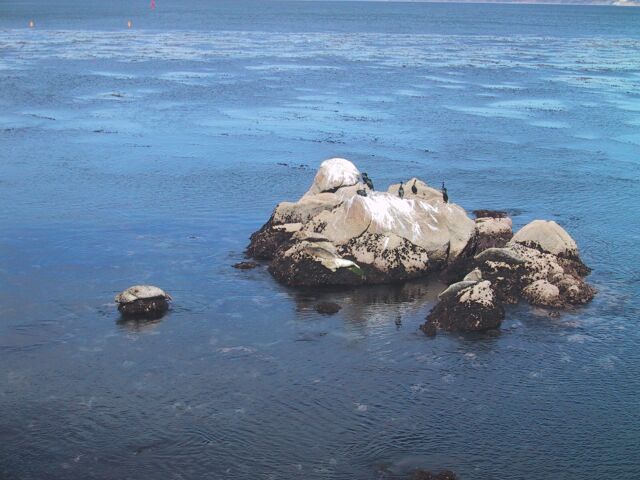 sealrocks1.jpg