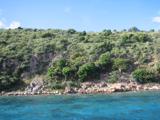 More Norman Island greenery. The best snorkeling lies just below the surface of this water...