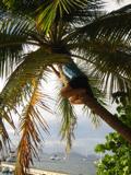 Stephen climbs a coconut palm.