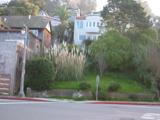 Reeds and house in Sausalito.
