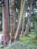 Trees in the Japanese Tea Garden
