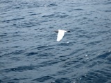White heron takes off.