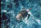One of several turtles we saw.