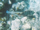Parrotfish and Wrasse