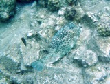 Honeycomb cowfish