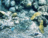 Honeycomb cowfish