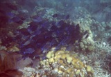 We saw many large schools of blue tangs