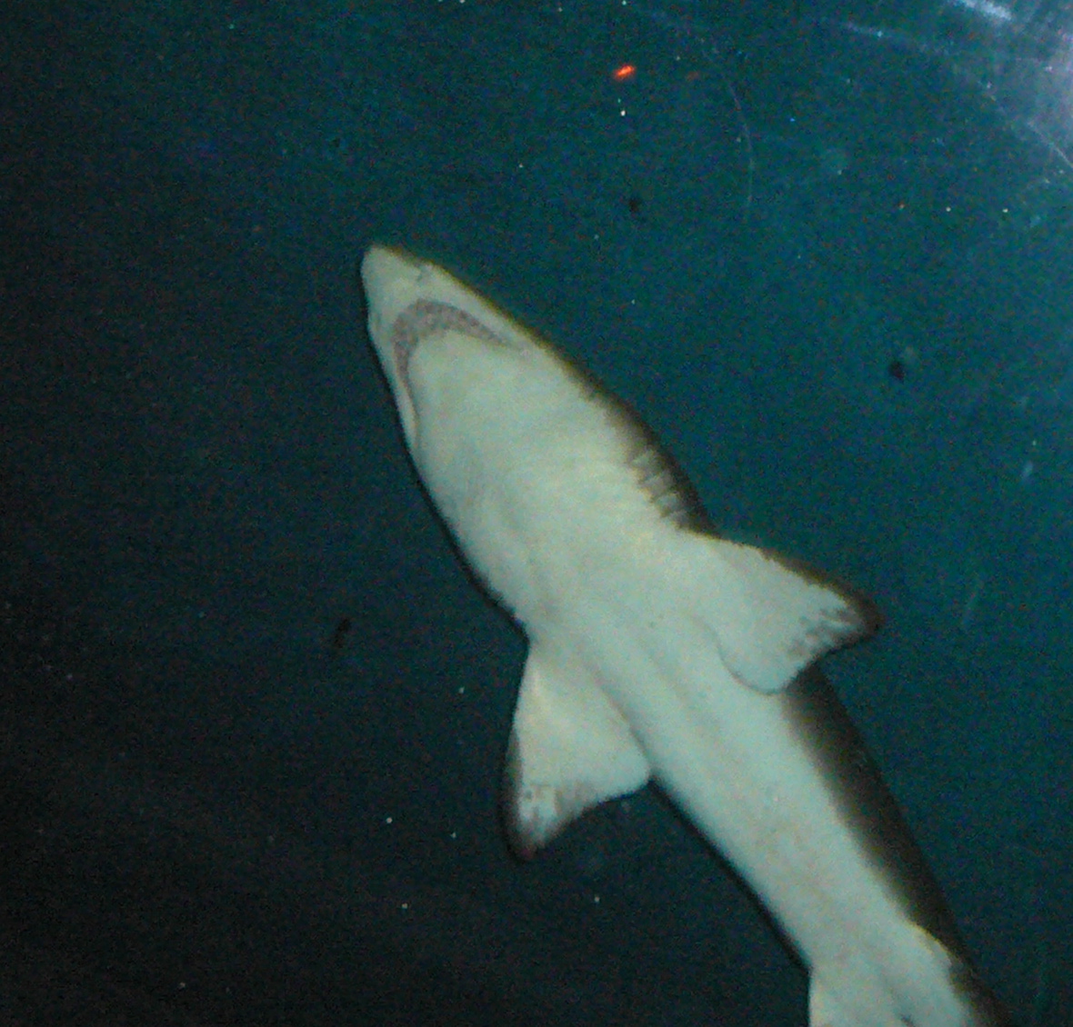 Tiger nurse shark | Ben Littauer / Kathy Kerby Our Personal Web Site