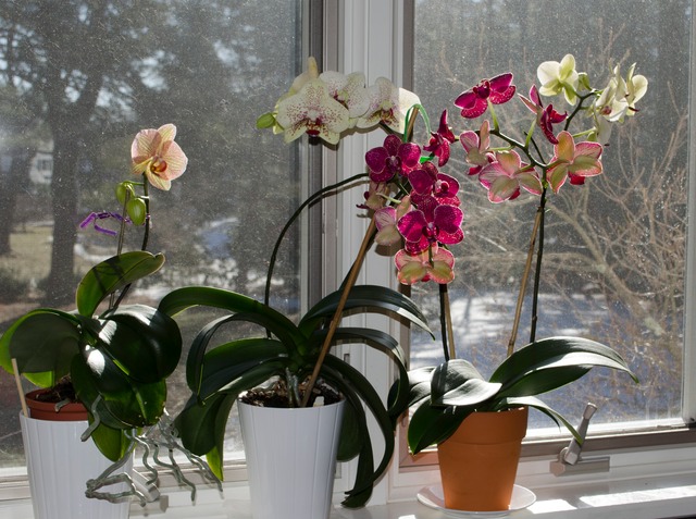 Happy orchids