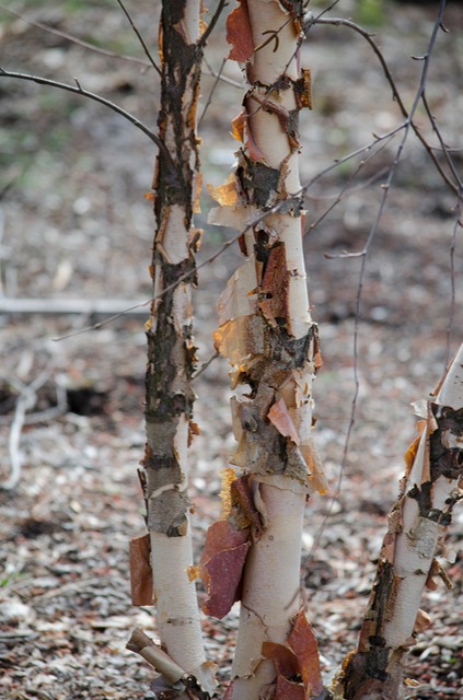 Tree near Fawn Lake