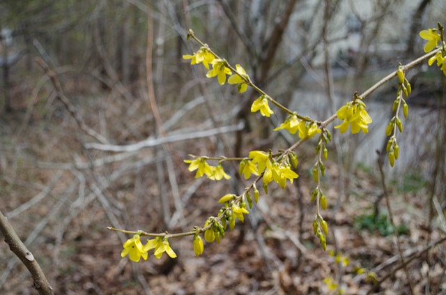 April flowers