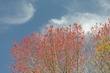 Flowering trees