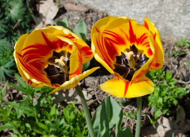 Tulips