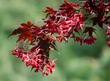 Our Japanese maple