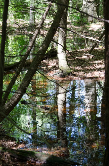 Pond near our house