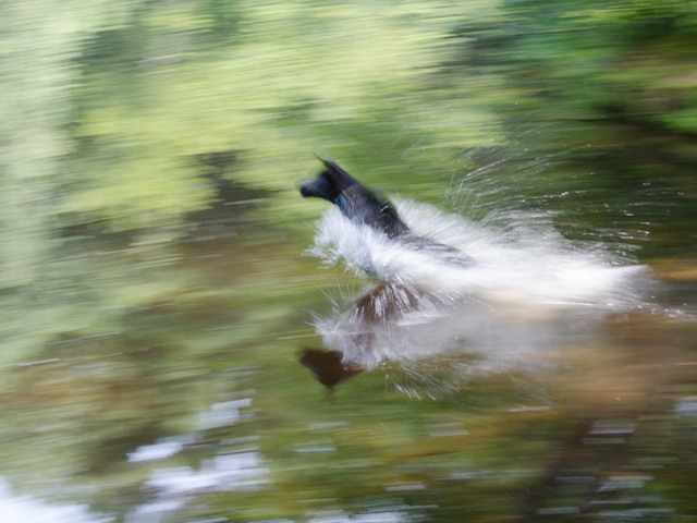 Edie jumping into the old reservoir