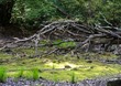 Swamp in Billerica