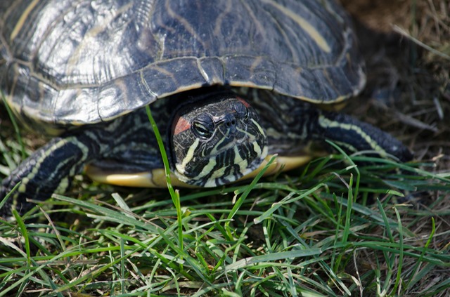 Turtle in Billerica