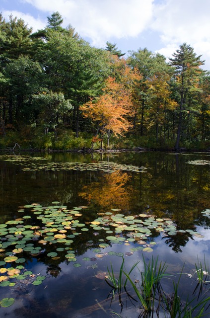 Fawn Lake