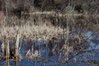 Swamp near Winning Pond, Billerica