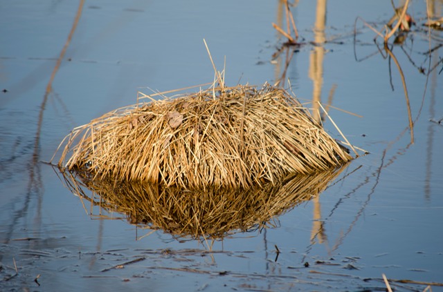 Swamp near Winning Pond, Billerica