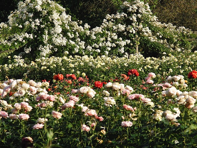 Roses in Queen Mary's Garden, Regent's Park