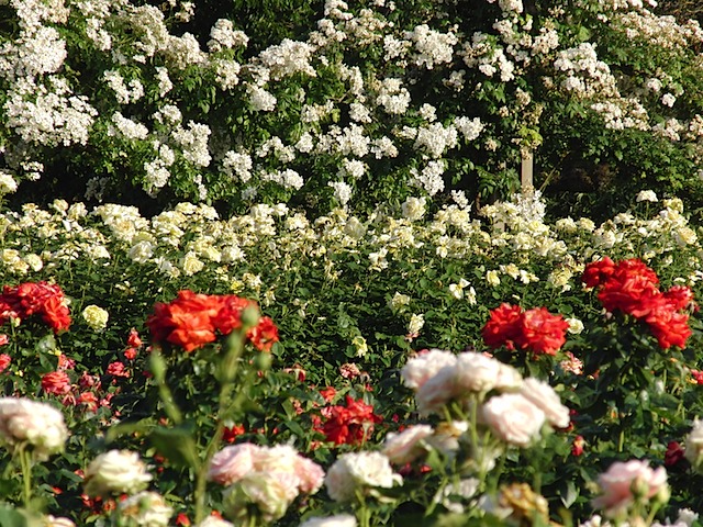 Roses in Queen Mary's Garden, Regent's Park