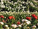 Roses in Queen Mary's Garden, Regent's Park