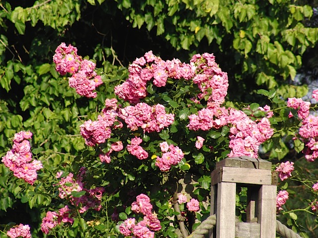 Roses in Queen Mary's Garden, Regent's Park