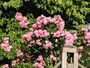 Roses in Queen Mary's Garden, Regent's Park