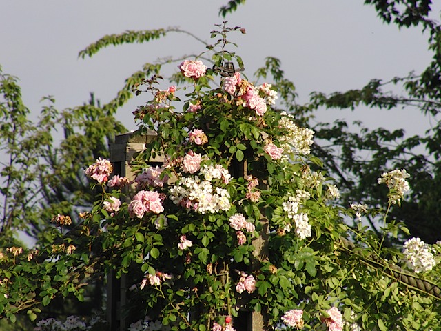 Roses in Queen Mary's Garden, Regent's Park