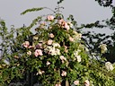 Roses in Queen Mary's Garden, Regent's Park