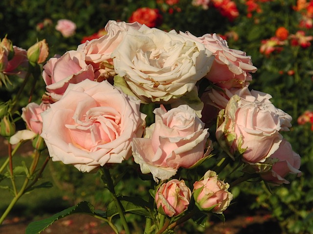 Roses in Queen Mary's Garden, Regent's Park