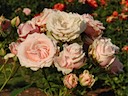 Roses in Queen Mary's Garden, Regent's Park