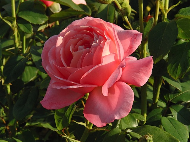 Roses in Queen Mary's Garden, Regent's Park