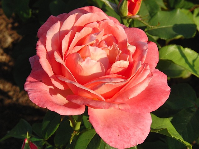 Roses in Queen Mary's Garden, Regent's Park