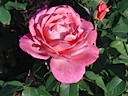 Roses in Queen Mary's Garden, Regent's Park