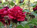 Roses in Queen Mary's Garden, Regent's Park