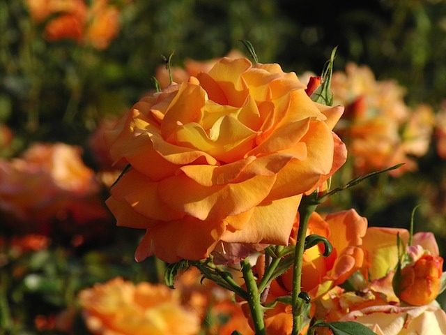 Roses in Queen Mary's Garden, Regent's Park