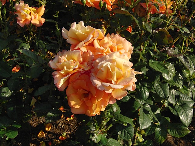 Roses in Queen Mary's Garden, Regent's Park