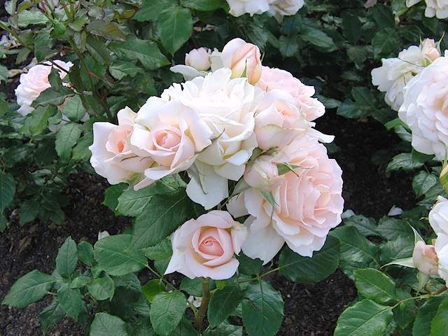 Roses in Queen Mary's Garden, Regent's Park