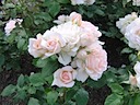 Roses in Queen Mary's Garden, Regent's Park