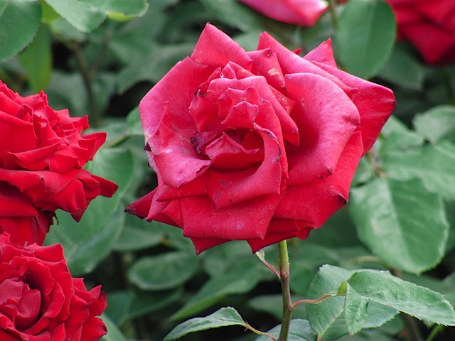 Roses in Queen Mary's Garden, Regent's Park