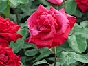 Roses in Queen Mary's Garden, Regent's Park